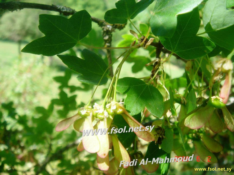 Acer hermoneum Bornm.et Schw.